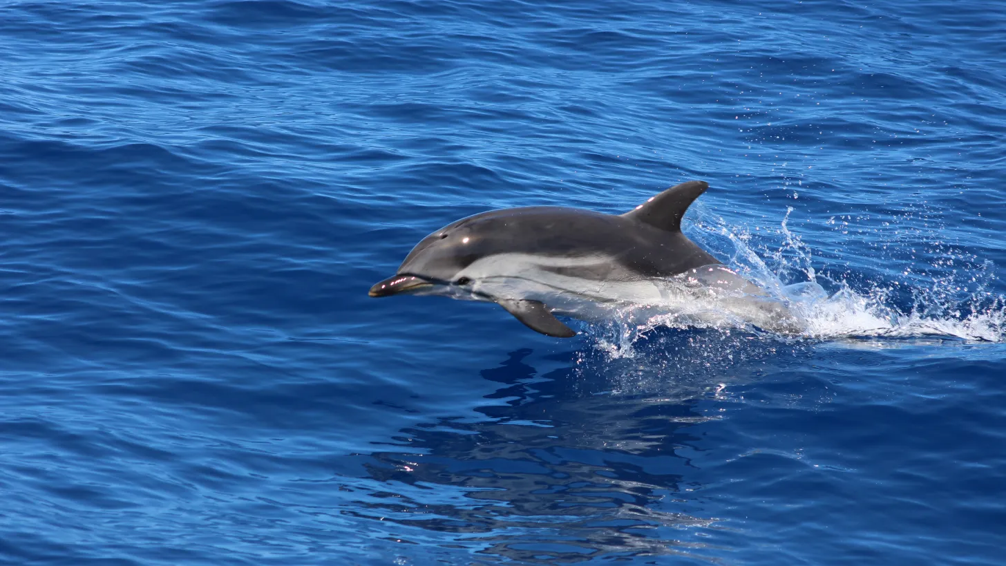 Sanctuaire Pelagos