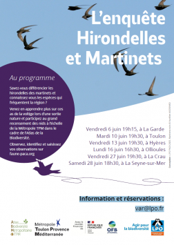 Enquête hirondelles et martinets