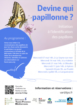 Devine qui papillonne ?