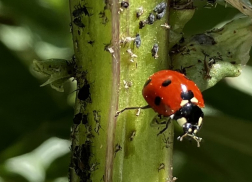 Coccinelle au Jardin remarquable de Baudouvin