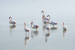 Salins des Pesquiers - Flamands