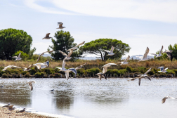 Vieux salins Hyères