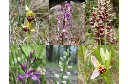 Orchidées