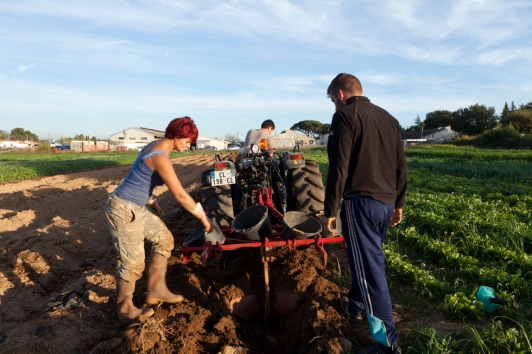 Parcelle agricole à Six-Fours