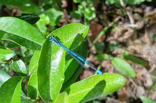 Agrion