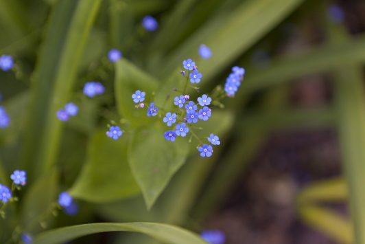 Jardin remarquable de Baudouvin-détail de fleurs