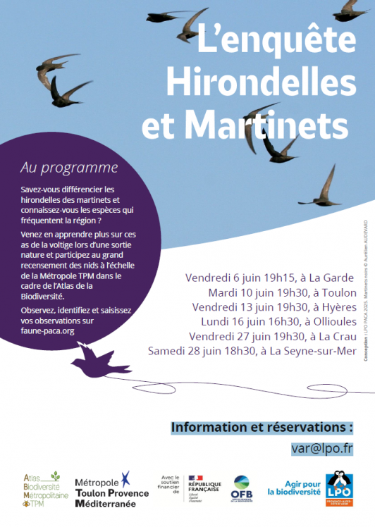 Enquête hirondelles et martinets