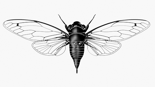 Cicada © Active Creative Design