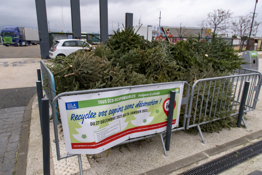 Collecte sapins