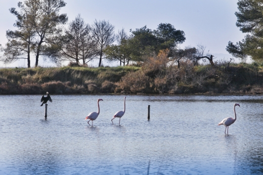 Les Salins d'Hyères