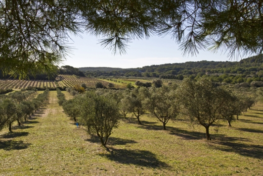 Balade des fruits d'or