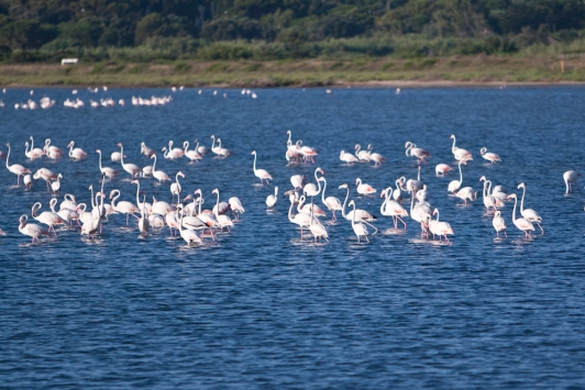 Balade au paradis des flamants roses