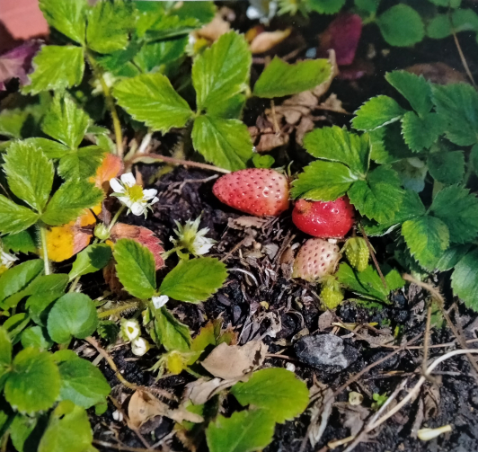 Fraises de La valette-du-Var ©Baudouvin