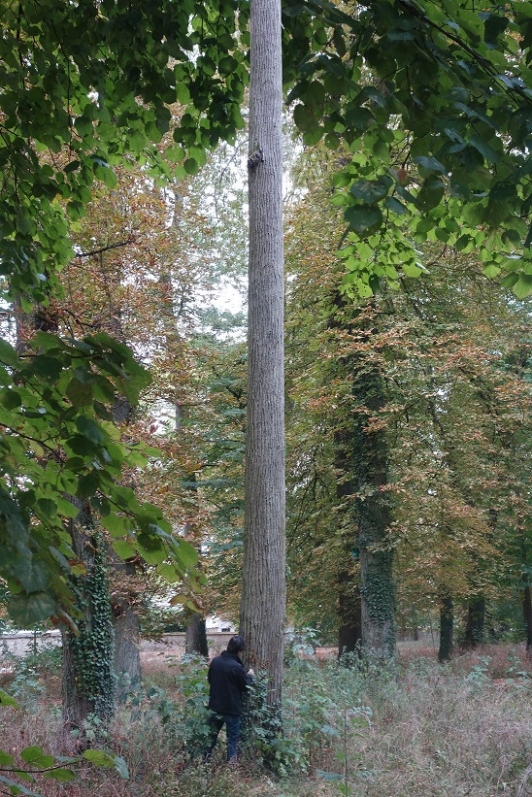 Le frêne qui a servi de modèle à la sculpture  