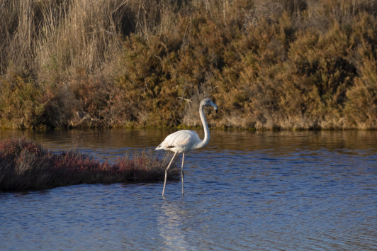 Flamant - Salins d'Hyères