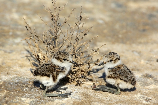 Gravelot à collier interrompu (poussins) - © Aurélien Audevard