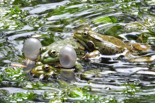 Grenouille rieuse © Catherine Belloc