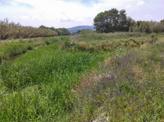 Zone humide de la Lieurette