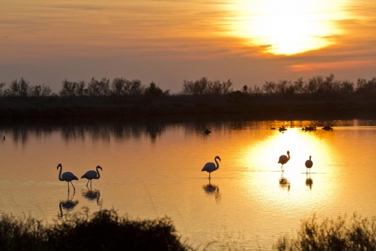 Les Salins - Flamands roses