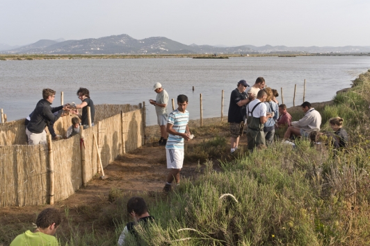 Salins baguage des goélands
