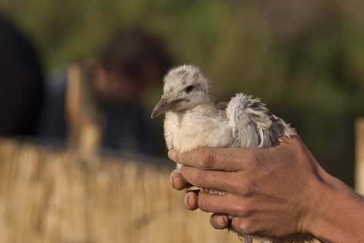 Salins baguage des goélands