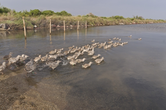 Les Salins d'Hyères