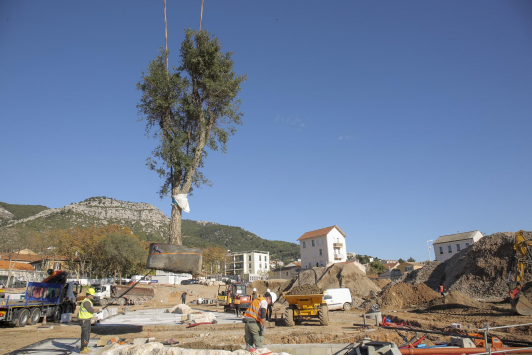 Mise en terre du chêne des Maures - parc de la Loubière