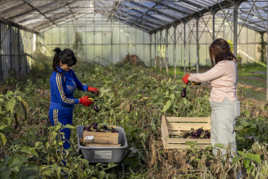 Cueillette solidaire/L'Econome - AMAP les 1001 Tomates