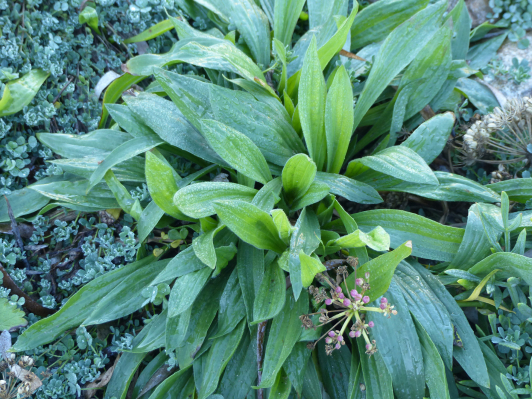 Plantain criste lotus ©Jean-Laurent Félizia 