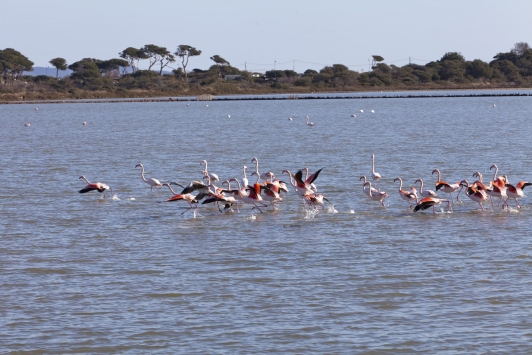 Hyères - flamants roses - Les salins