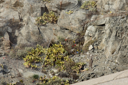 Espèce protégée Travaux Amphitria