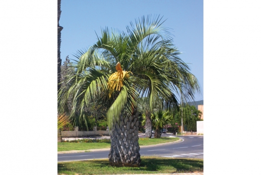 Palmier Butia capitata