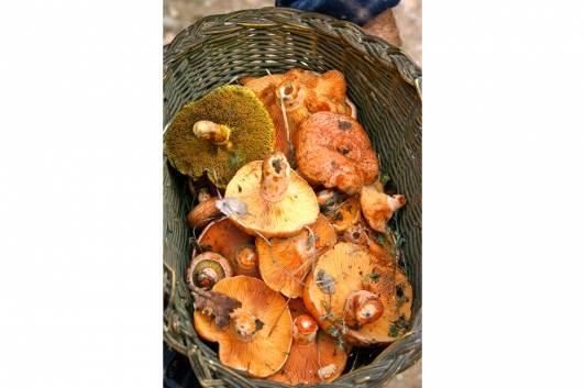 Champignons © André Schont