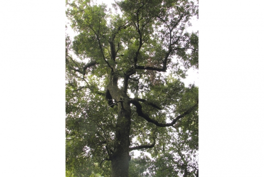 Chêne vert