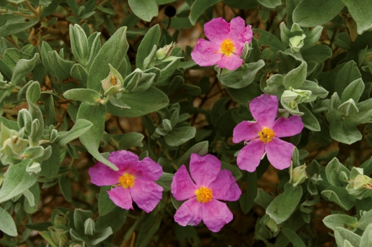Cistus Albidus
