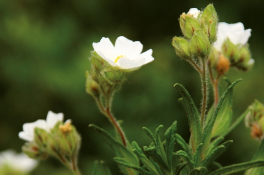 Cistus salviifolius