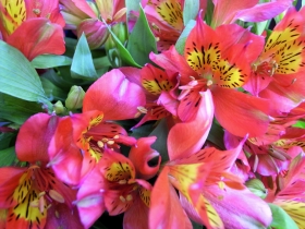 Alstroemeria