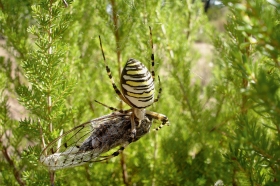 Epeire frelon - © Parc National de Port-Cros