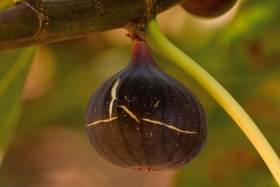 Figues