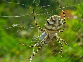 argiope © Vincent Vellutini