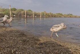 Salins baguage des goélands