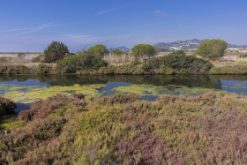 Les salins de Hyères - Canal extérieur