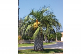 Palmier Butia capitata