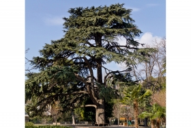 Cèdre de l'Atlas