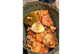 Champignons © André Schont