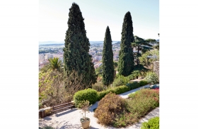 Le cyprès