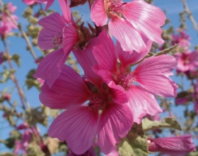 Lavatère arborescente