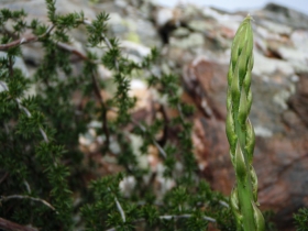 Asperge sauvage