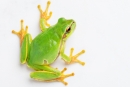  Cigale, Fourmi, Grenouille et compagnie - Opéra © Evgenia Tiplyashina Fotolia.com