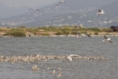 Salins - goélands